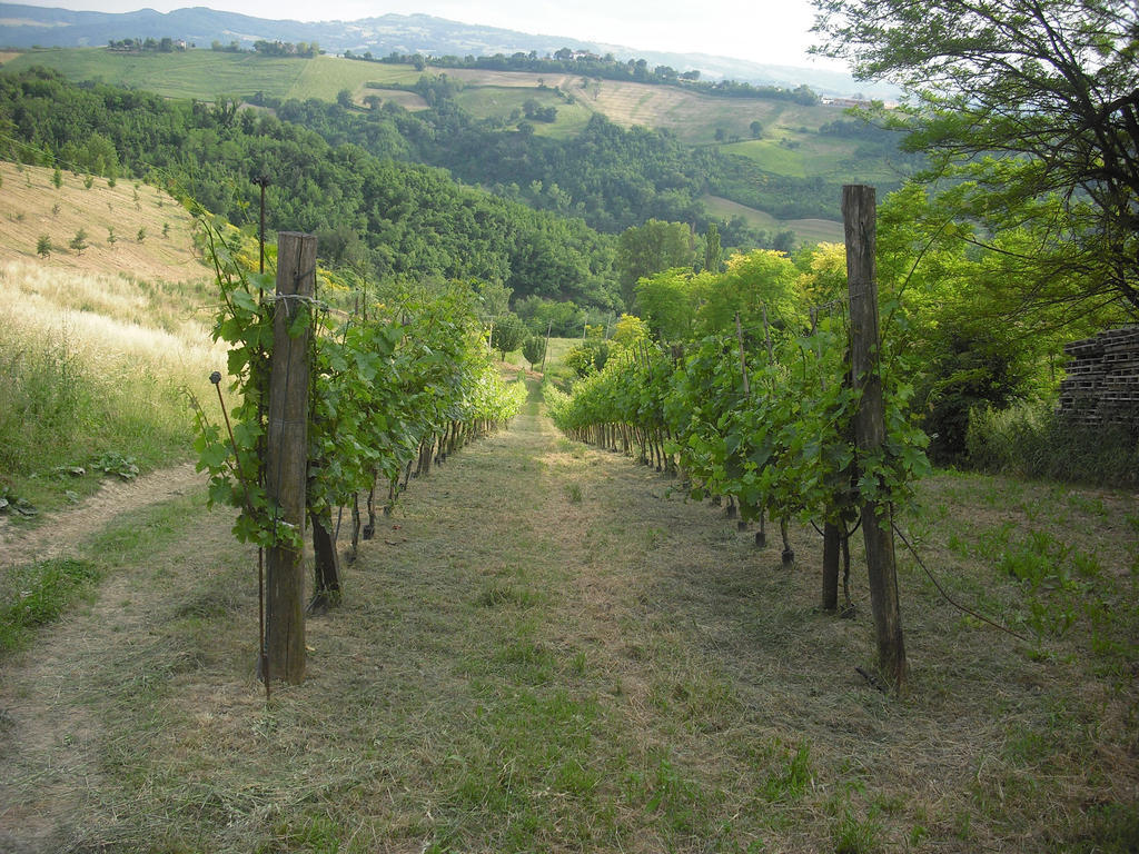 Agriturismo Biologico Villa Rosa Monte Guiduccio Exteriör bild